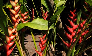 Fairchild Botanic Garden