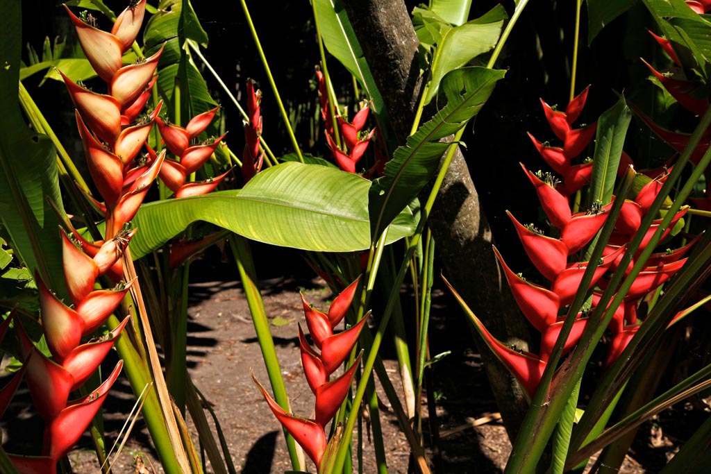 Fairchild Botanic Garden